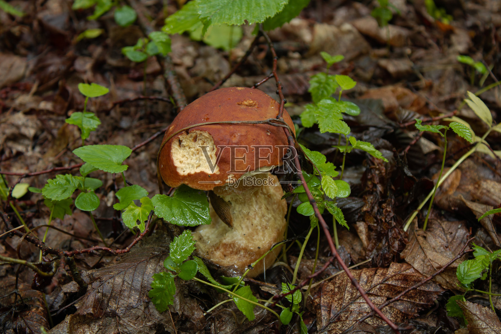 蜗牛的午餐照片摄影图片