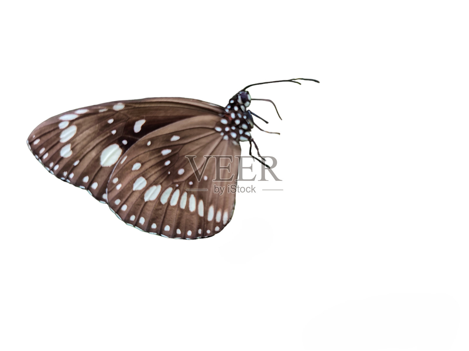 白色背景上的蝴蝶特写照片摄影图片