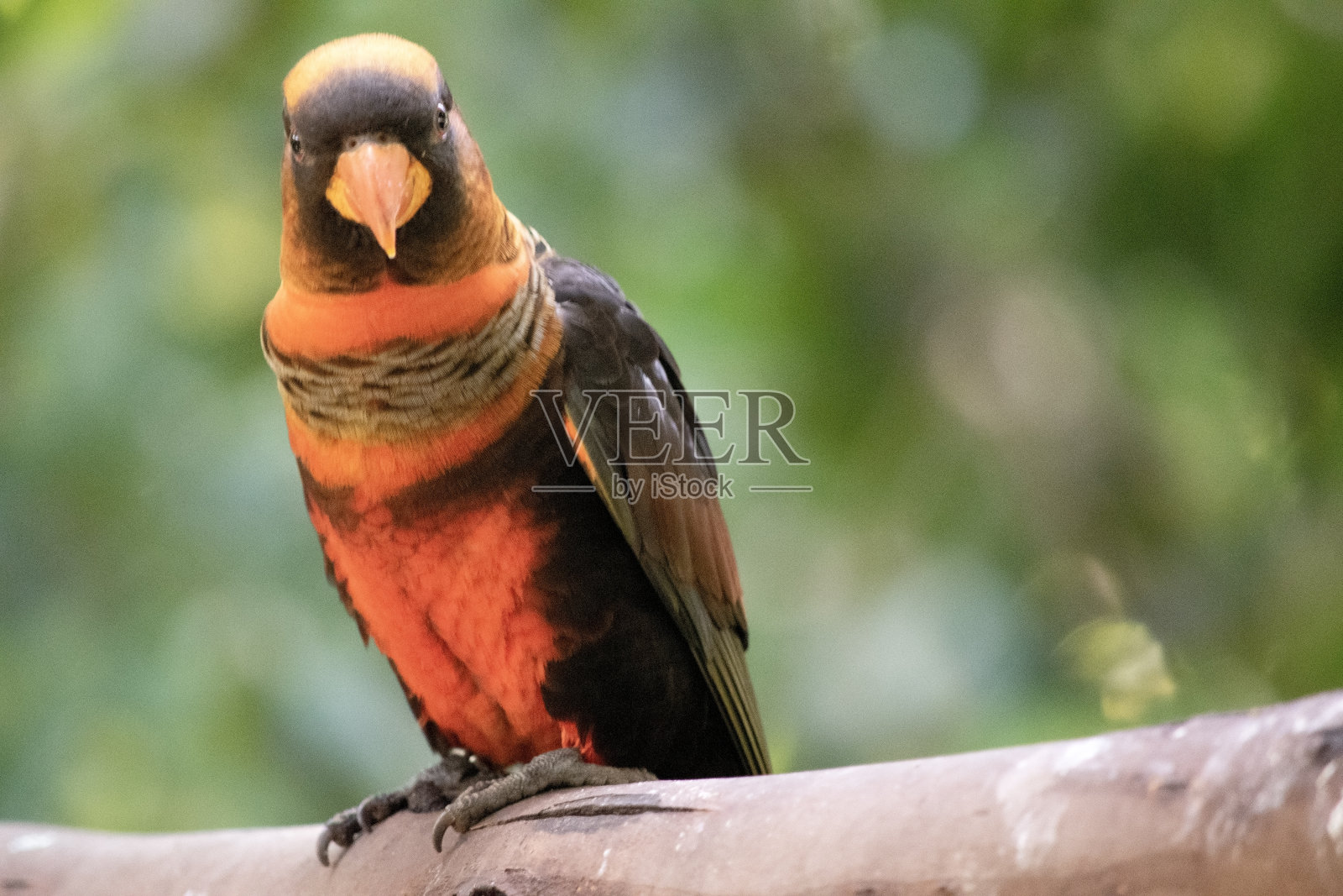 那只昏暗的鹦鹉栖息在树枝上照片摄影图片