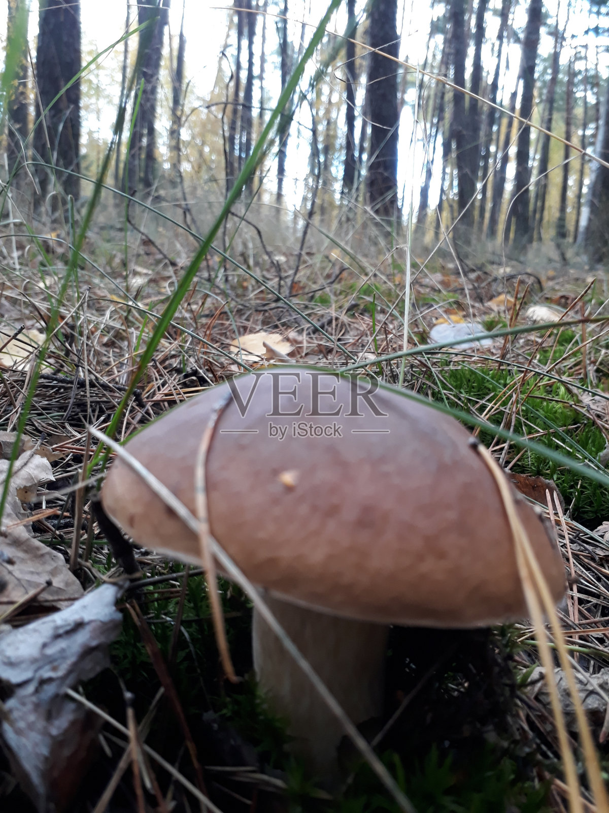 植物区系照片摄影图片