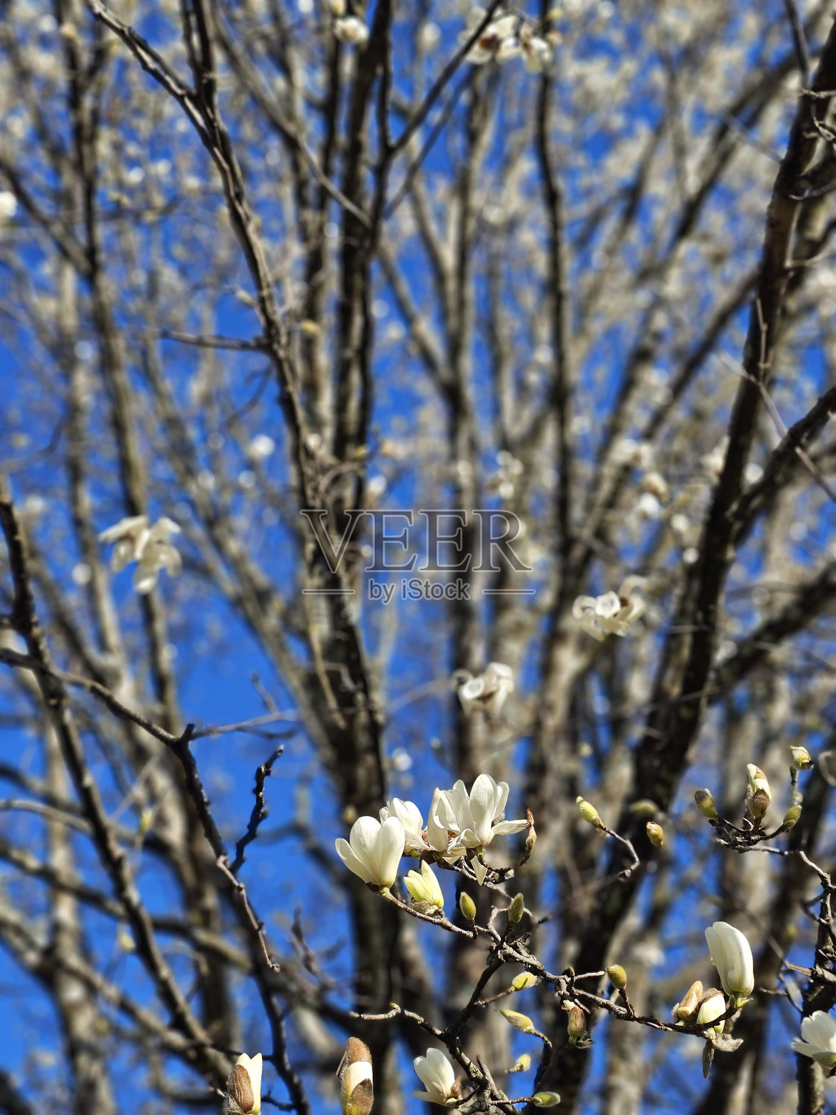 阳光明媚的冬日,一棵白玉兰树——葡萄牙利马桥照片摄影图片