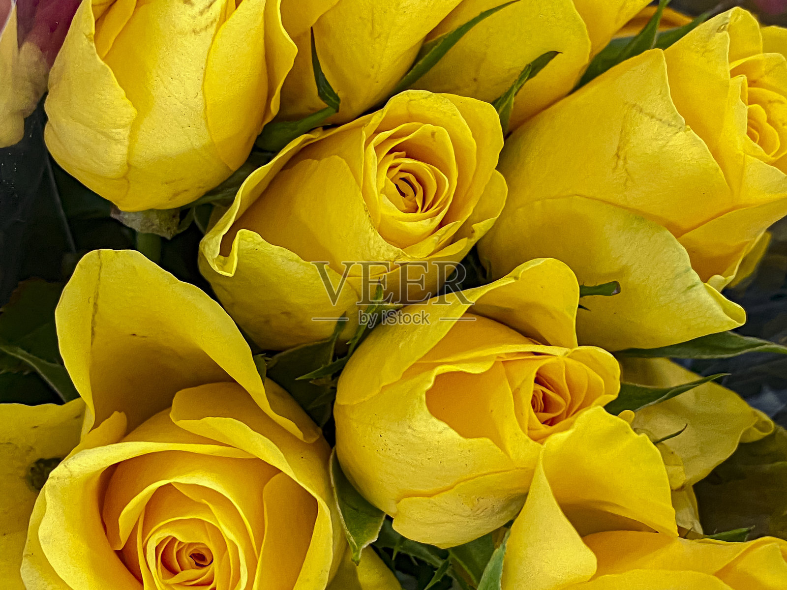 花瓶里的一束黄玫瑰,特写照片摄影图片