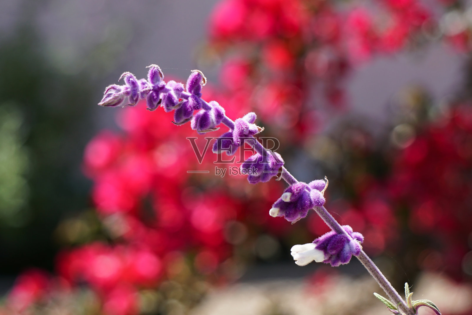 墨西哥紫鼠尾草茎的特写。照片摄影图片