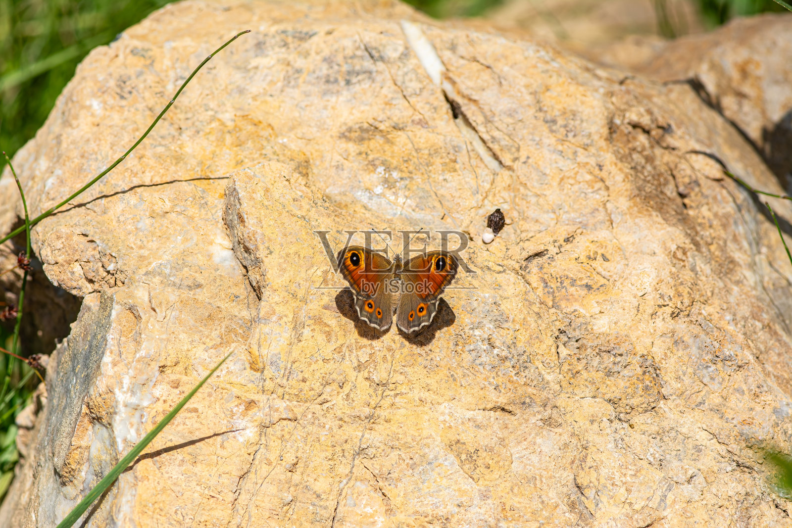 岩石上的大墙,从机翼顶部观看。Lasiommata maera。照片摄影图片