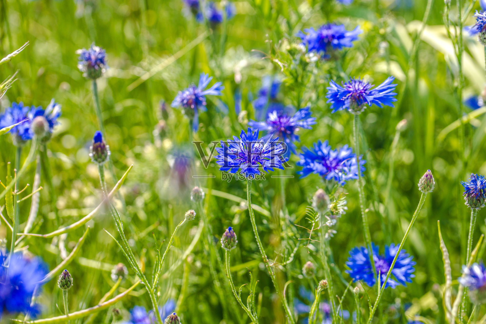 美丽的蓝色矢车菊照片摄影图片