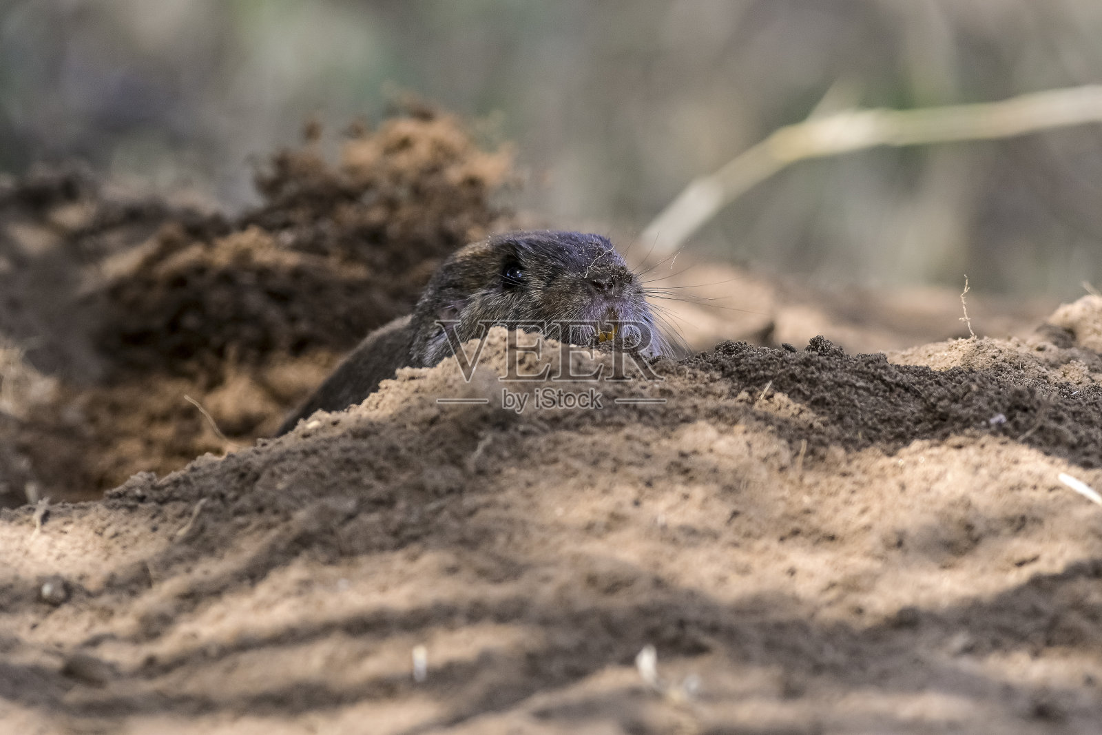 Azara ' s Tuco Tuco, Ctenomys azarae, La Pampa省,阿根廷巴塔哥尼亚。照片摄影图片