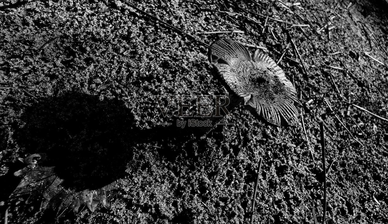 真菌照片摄影图片