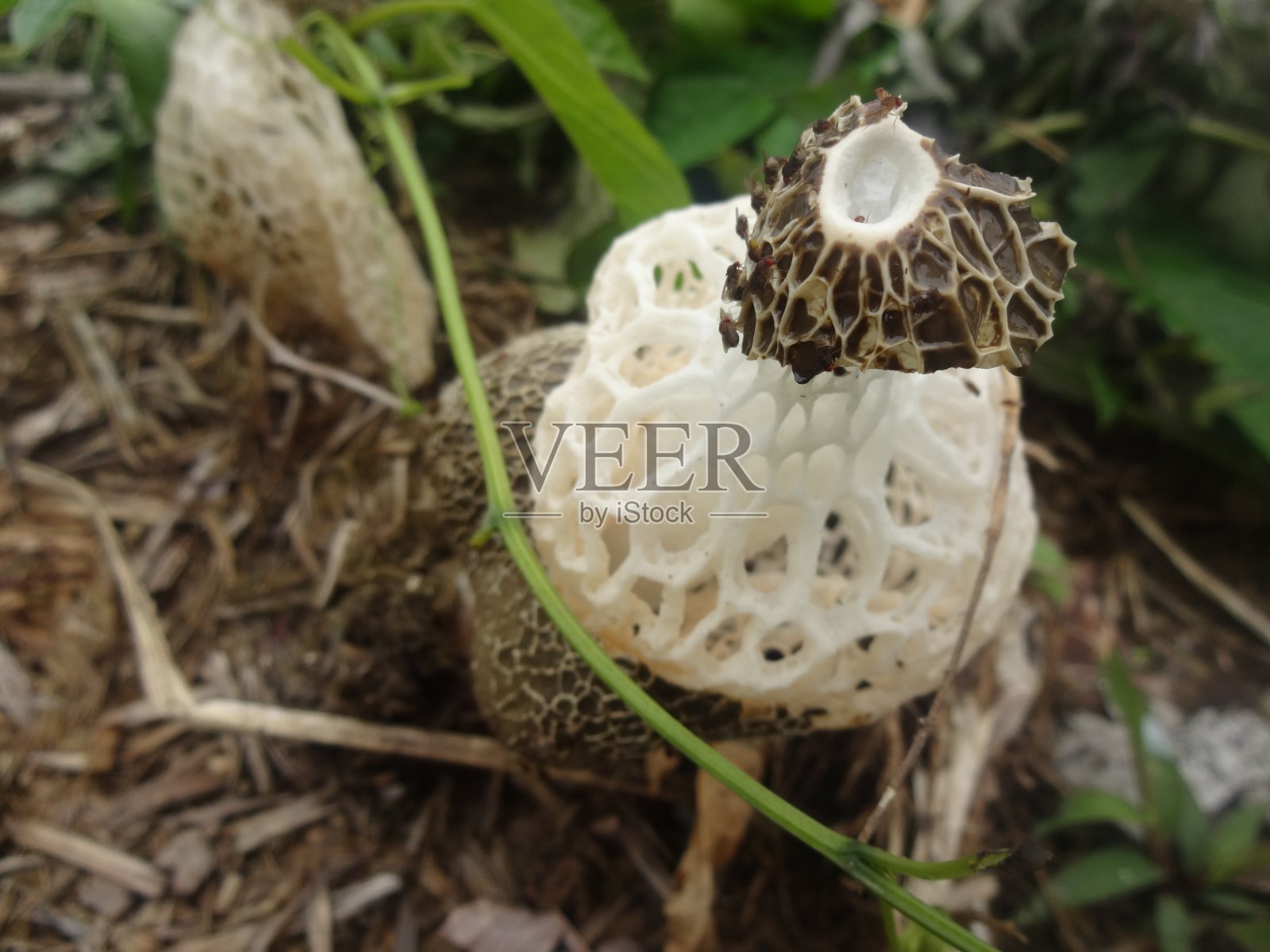 白色网窝或阳具工业照片摄影图片