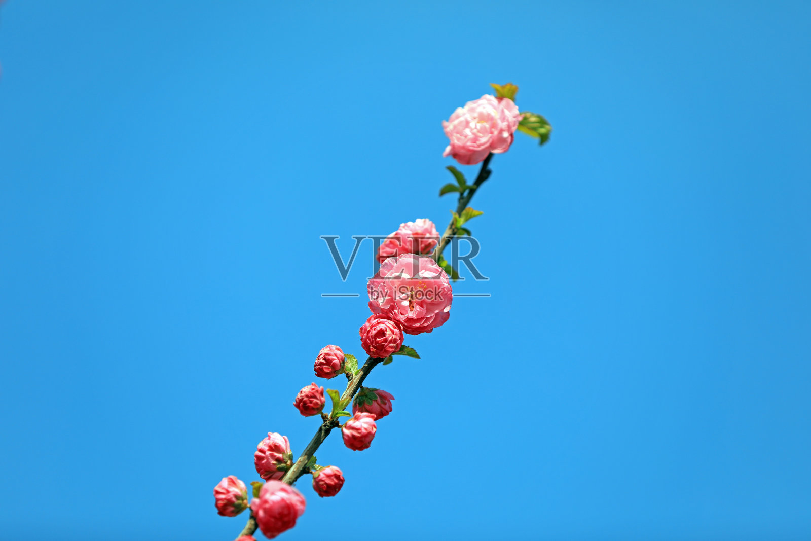 中国北方梅李花生态的微距照片照片摄影图片