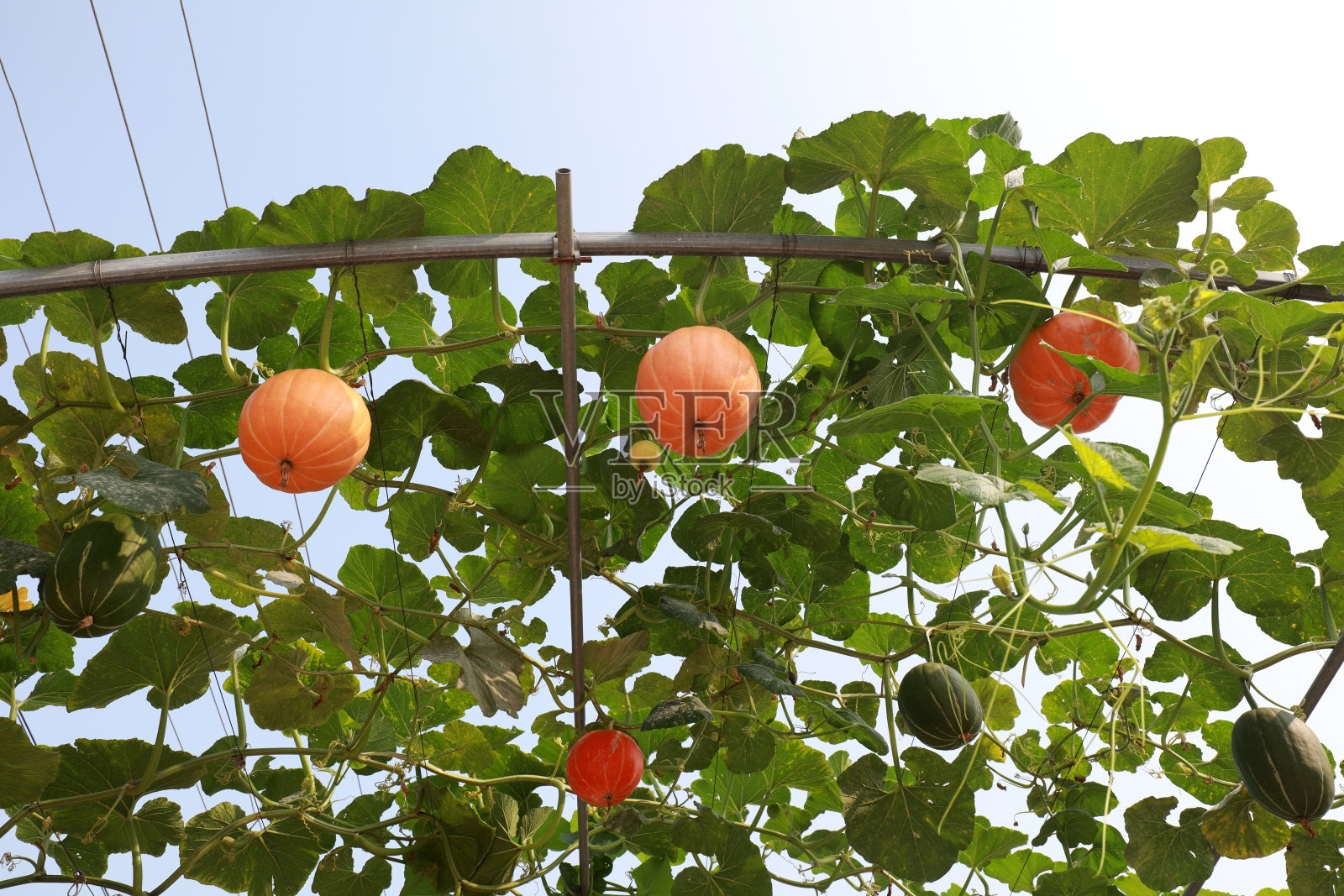 美丽的南瓜画廊,中国北方照片摄影图片