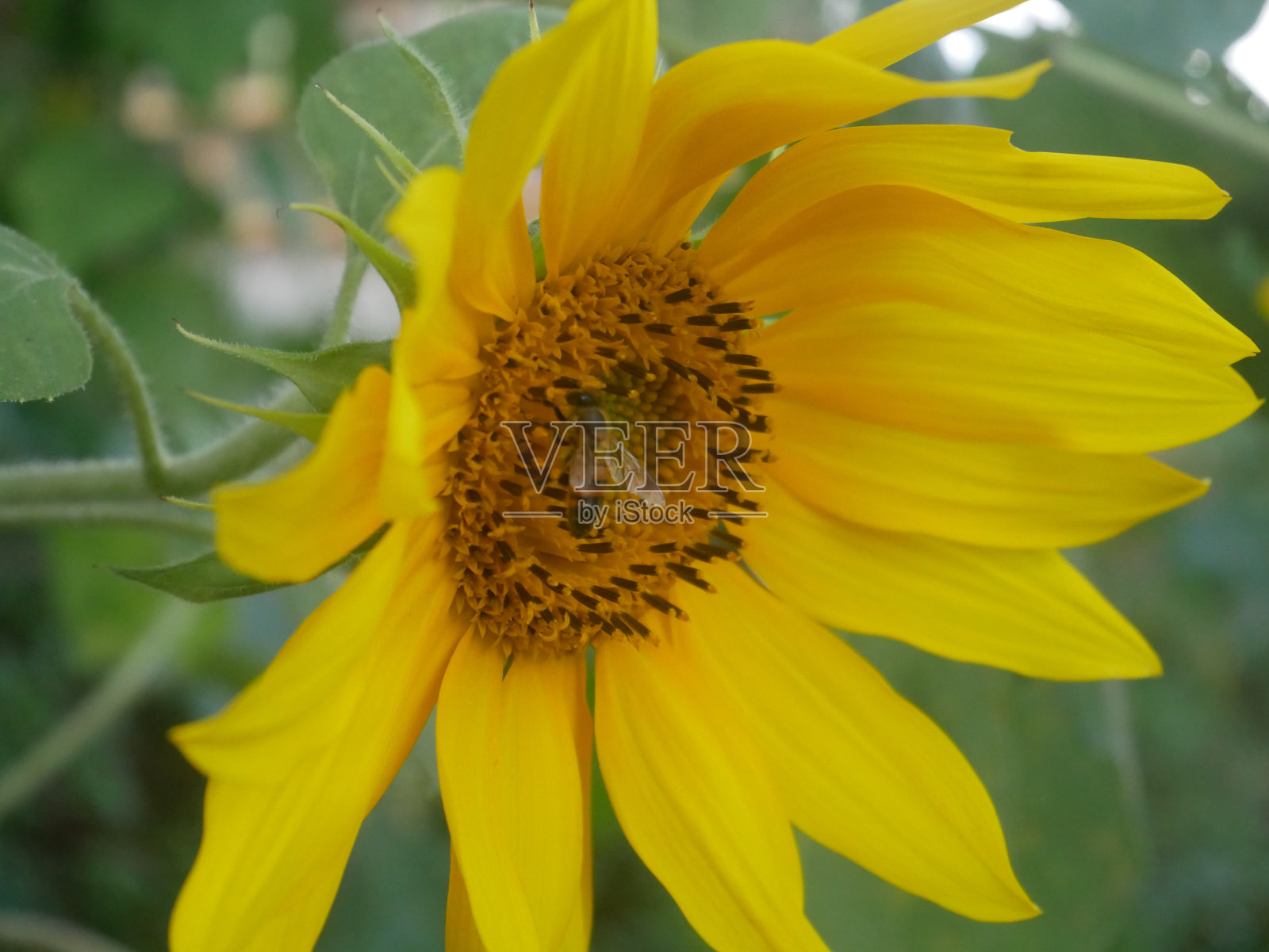 蜜蜂吮吸花蜜照片摄影图片