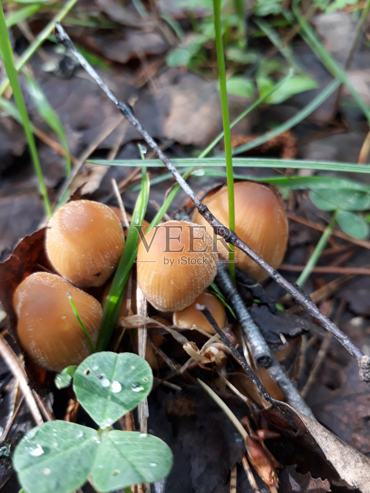 植物区系照片摄影图片