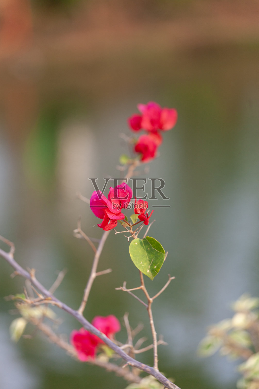 九重葛花在花园里以自然为背景。照片摄影图片