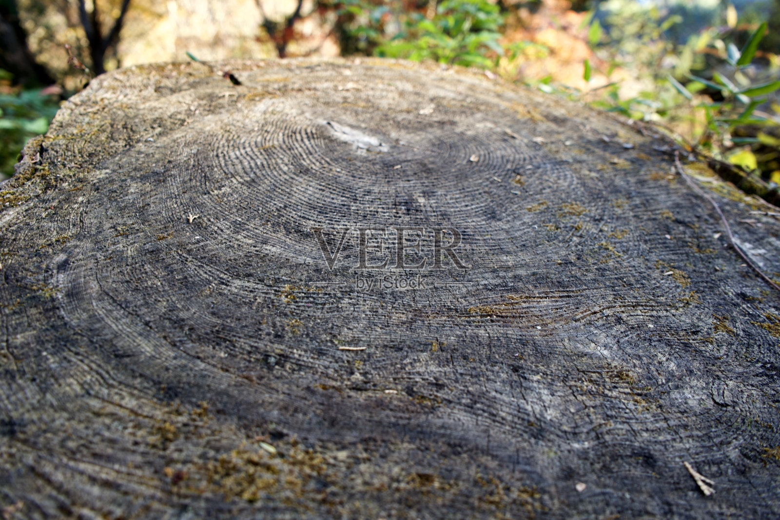 这棵树年轮图案的特写照片摄影图片