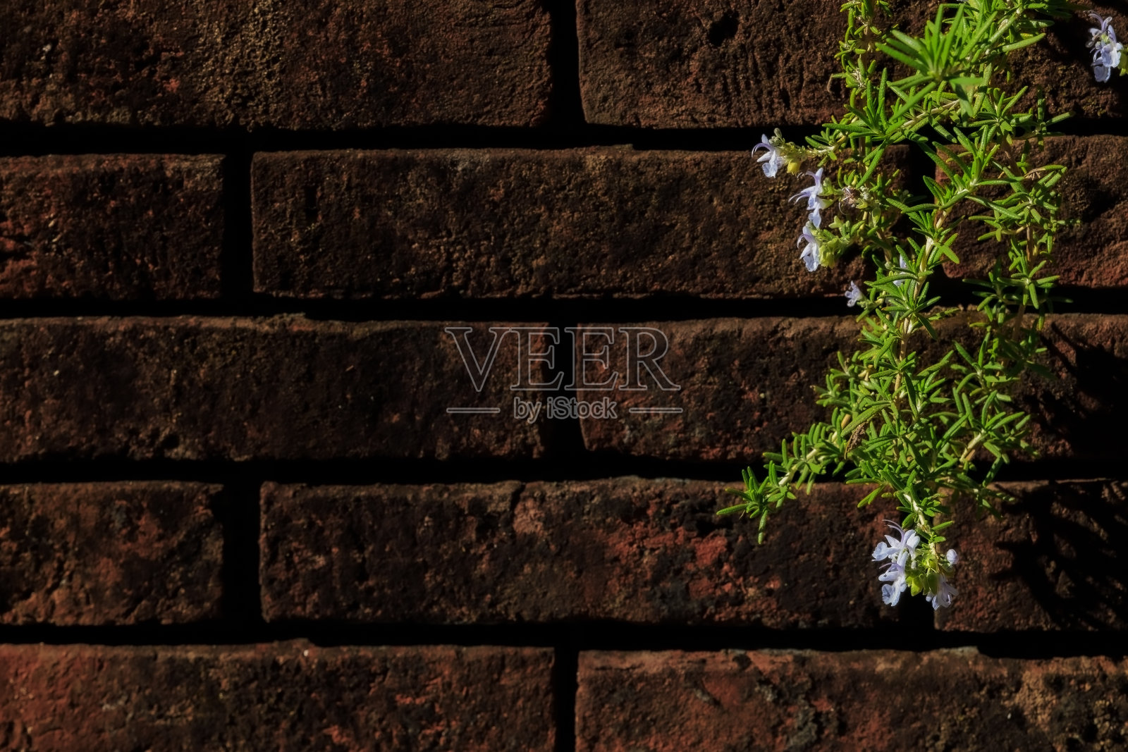 砖墙前迷迭香盛开照片摄影图片