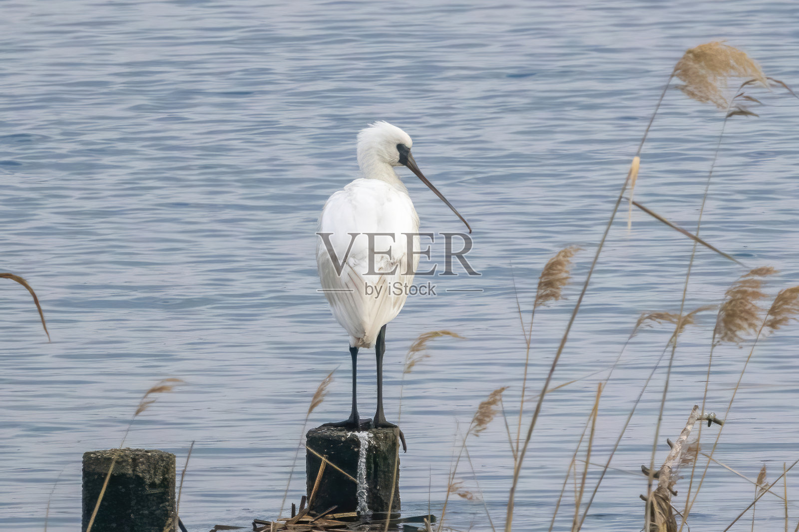 河边木桩上的黑脸琵鹭。照片摄影图片