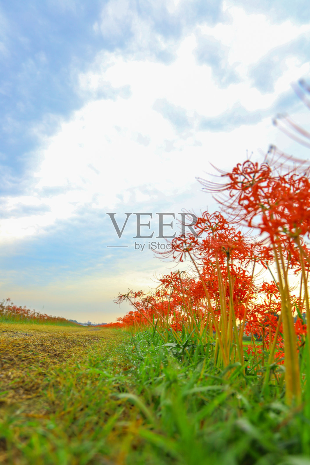 红蜘蛛百合沐浴在秋天早晨的阳光下。照片摄影图片