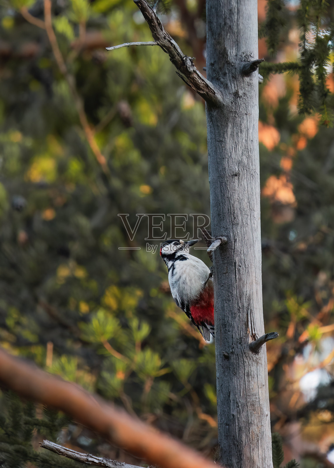 大斑点啄木鸟坐在树上照片摄影图片