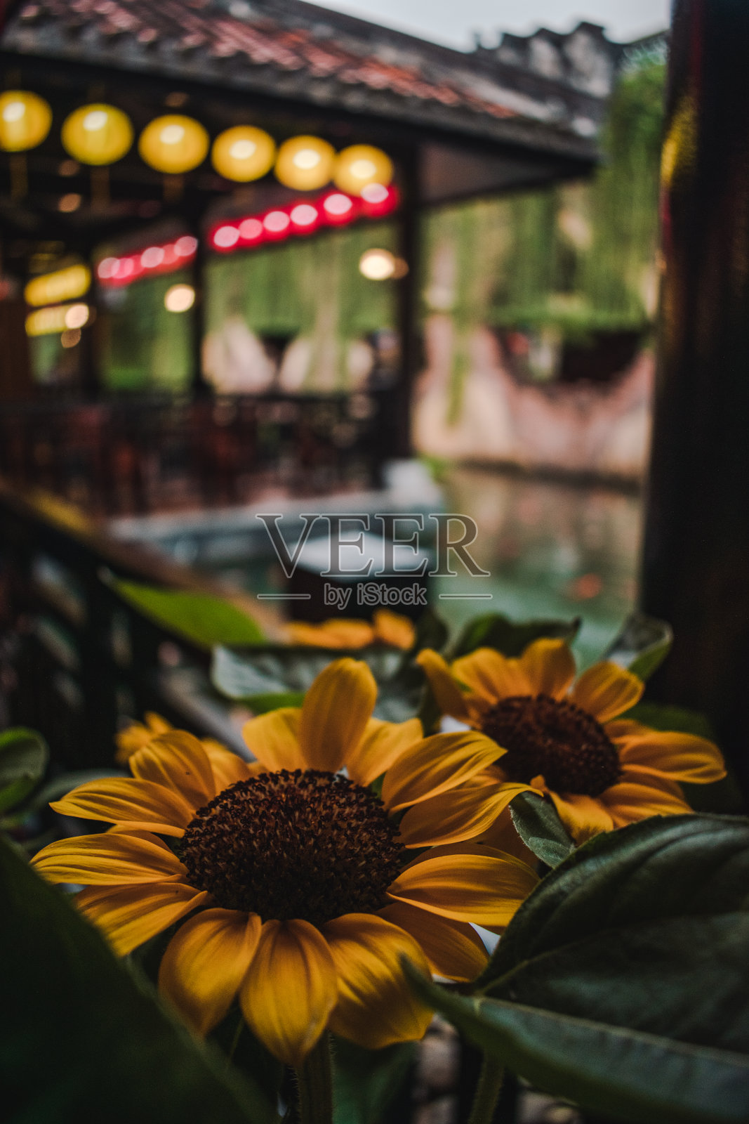 美丽的向日葵-新鲜的壁纸-选择性专注于花照片摄影图片