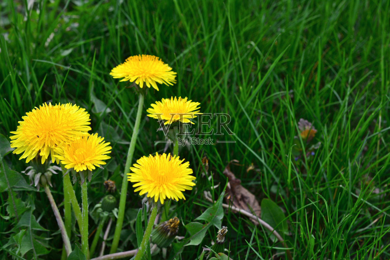 一束黄色的蒲公英在草地上与深绿色的草复制空间照片摄影图片