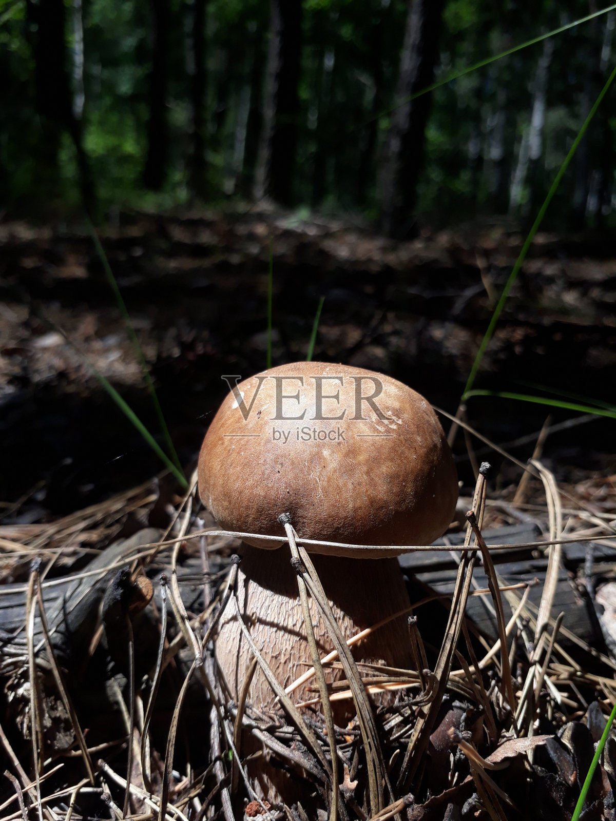 植物区系照片摄影图片