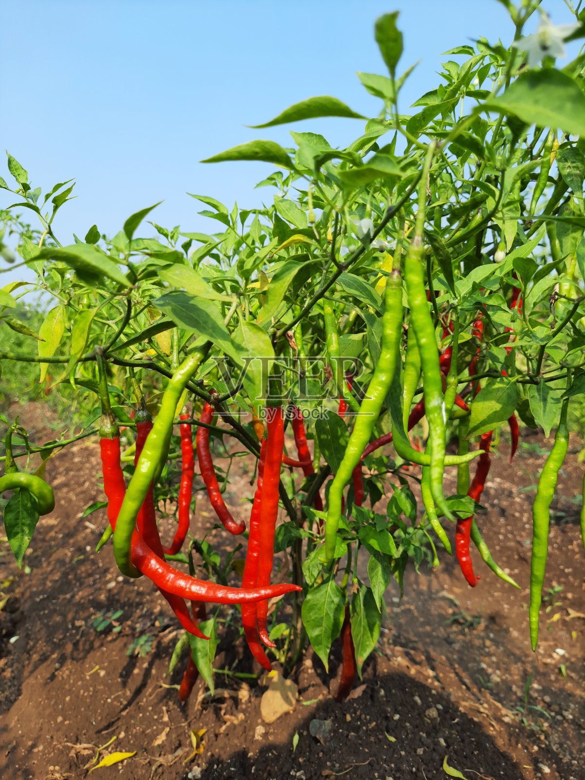 植物上的红辣椒照片摄影图片