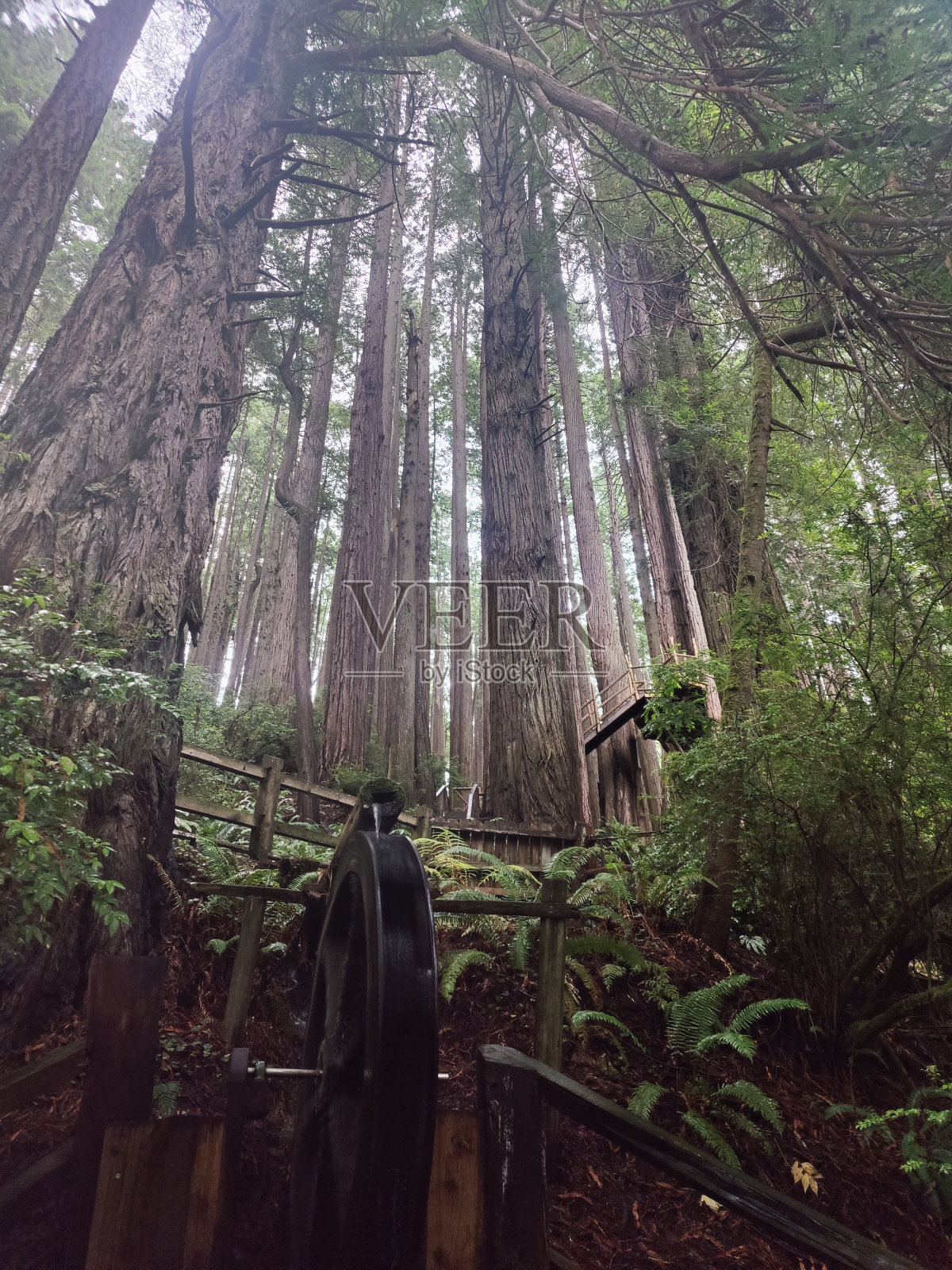 在巨人之间照片摄影图片