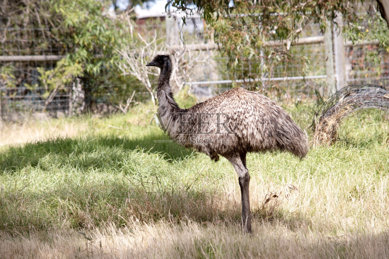 这只鸸鹋在田野中央照片摄影图片