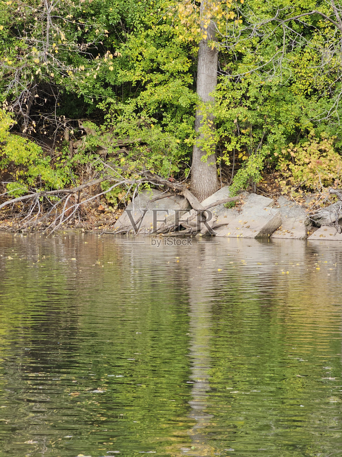 倒在海滨的树木照片摄影图片