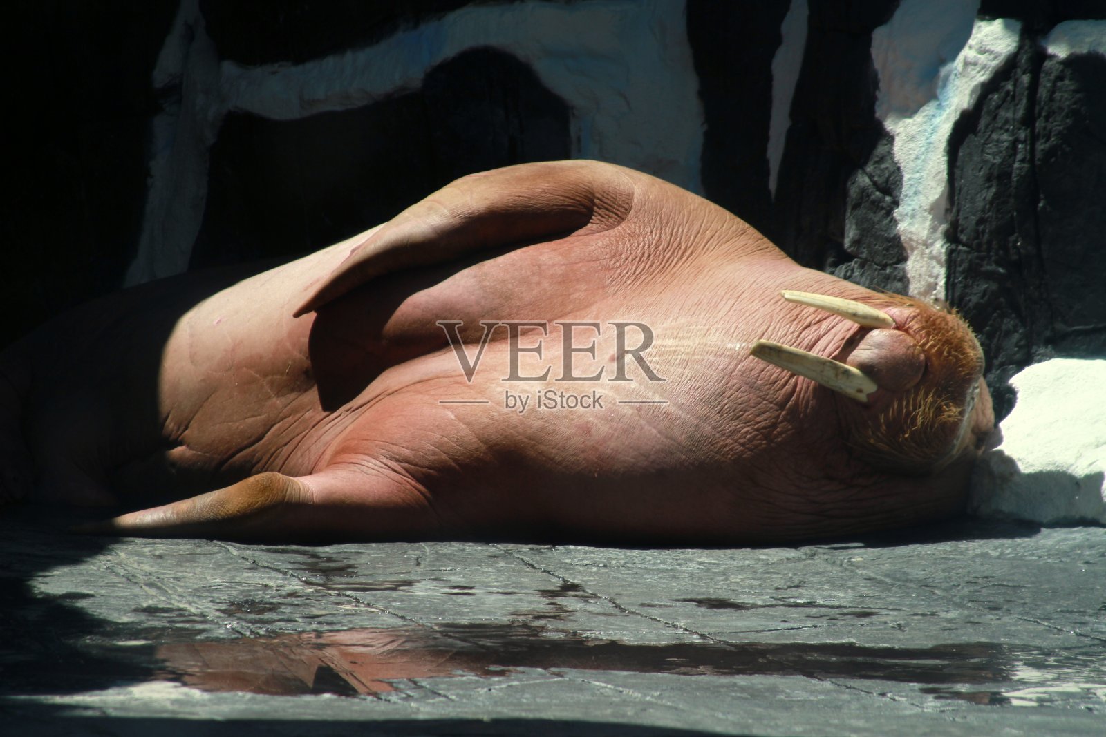 海象睡觉照片摄影图片