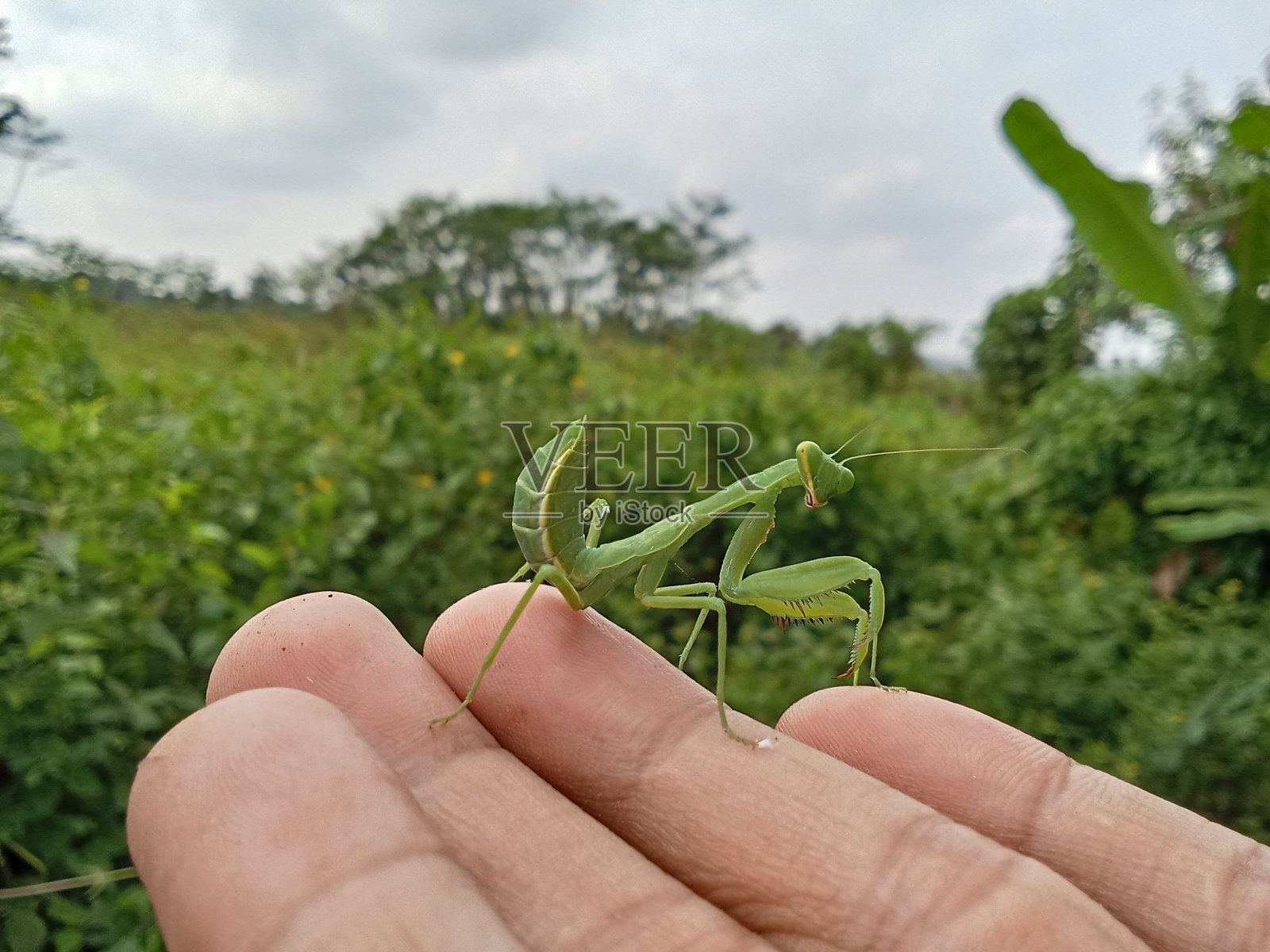 螳螂照片摄影图片