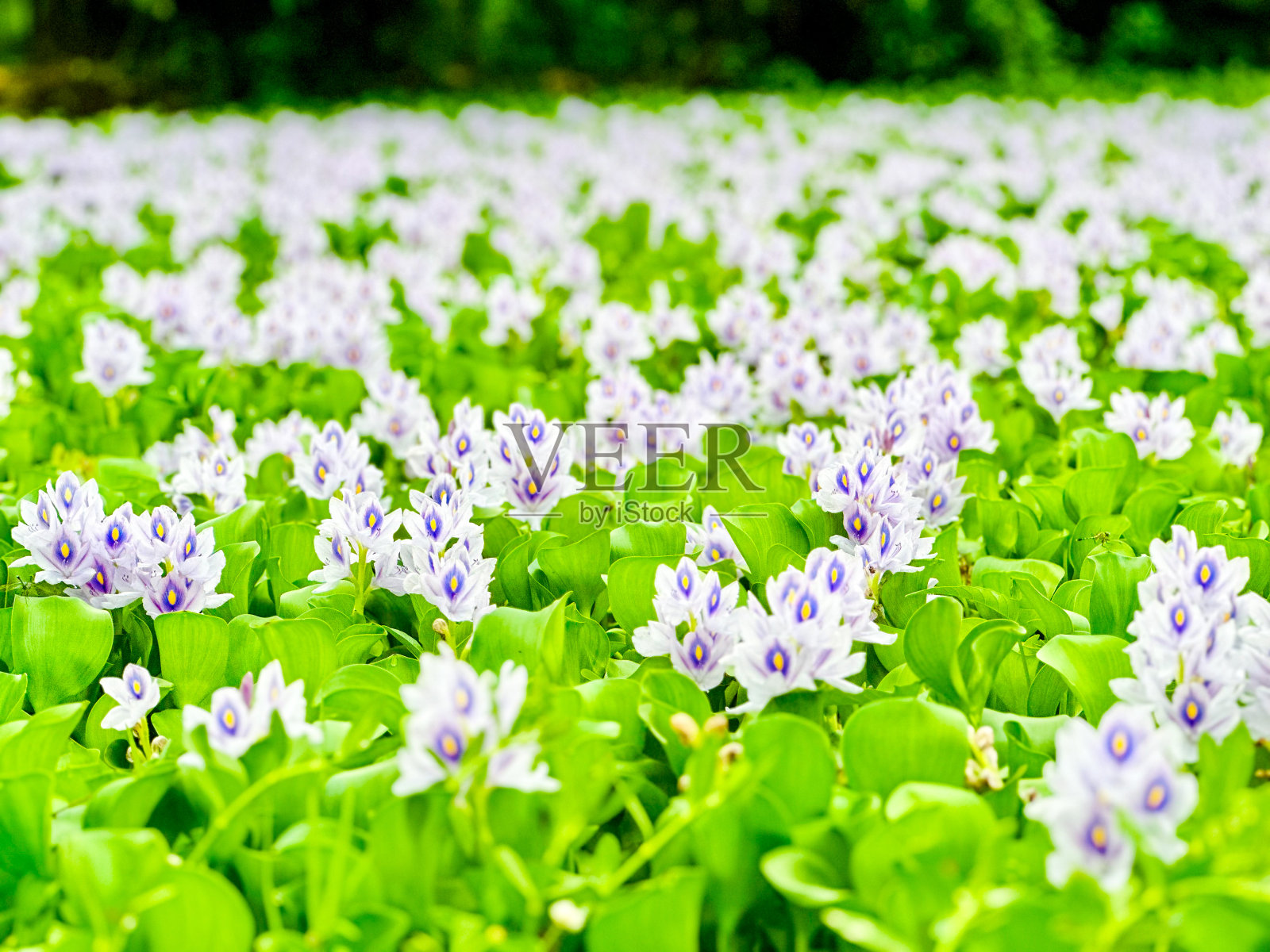 湖中长着绿白的荷花照片摄影图片