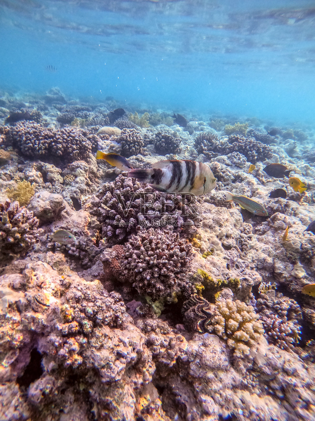 珊瑚礁上的大帚尾濑鱼。照片摄影图片