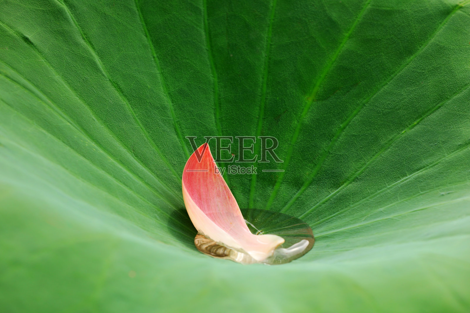 荷叶里枯萎的莲花花瓣照片摄影图片