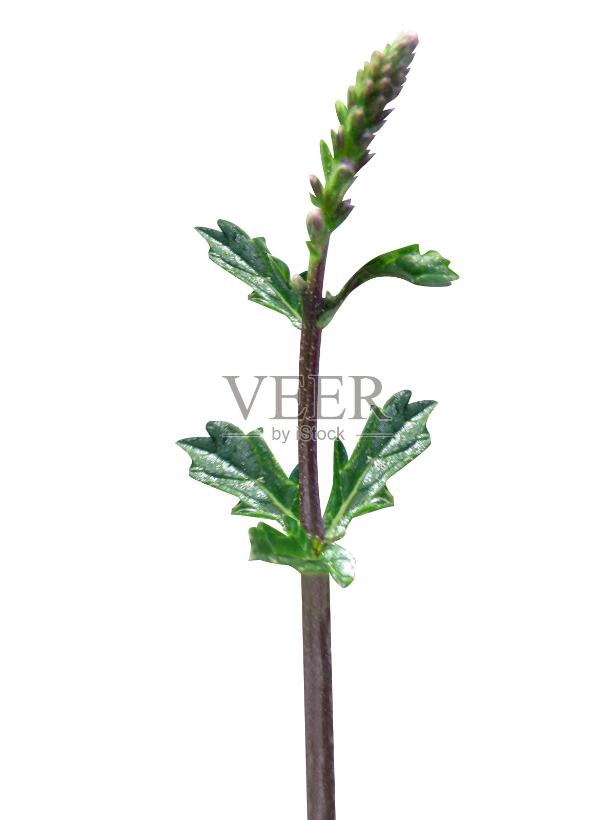 马鞭草,普通马鞭草或圣草照片摄影图片