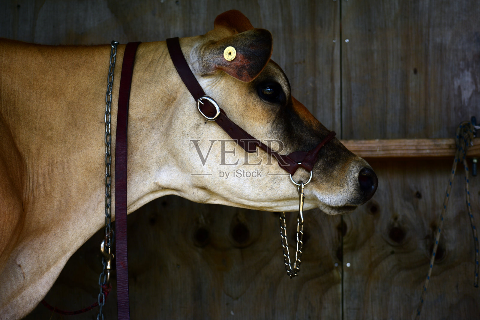 一头牛的肖像,红白相间,静静地看着镜头照片摄影图片