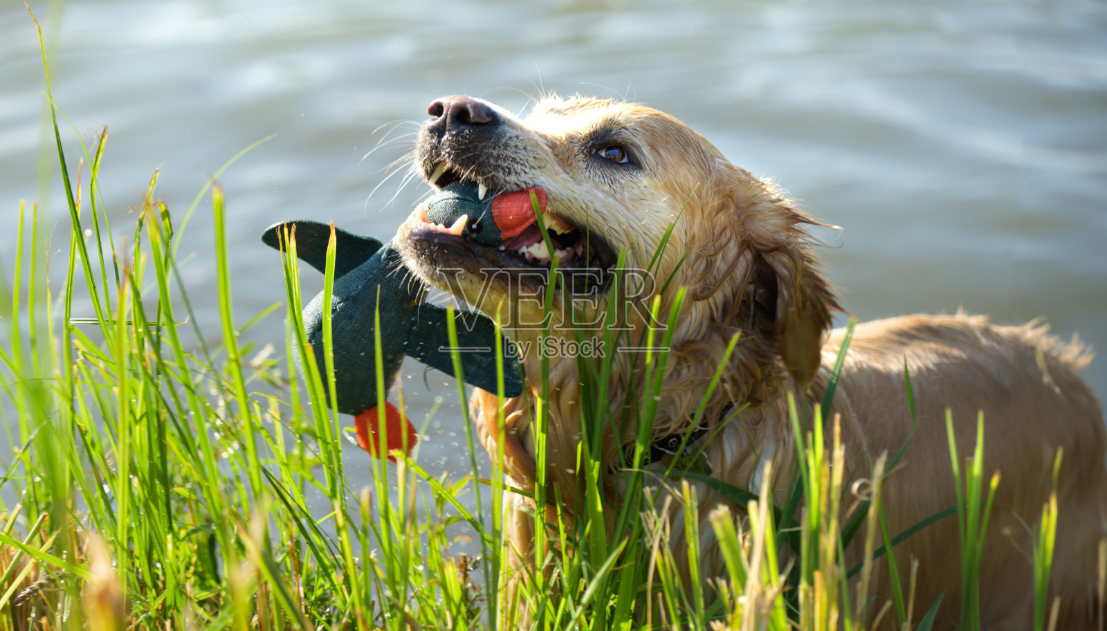 金毛猎犬在水里玩鸭子玩具照片摄影图片