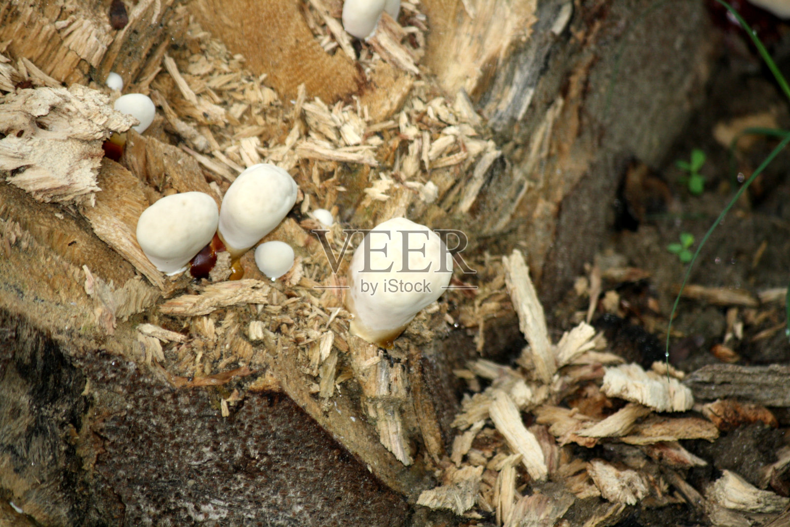 灵芝或灵芝(灵芝)在初始阶段:(图片Sanjiv Shukla)照片摄影图片