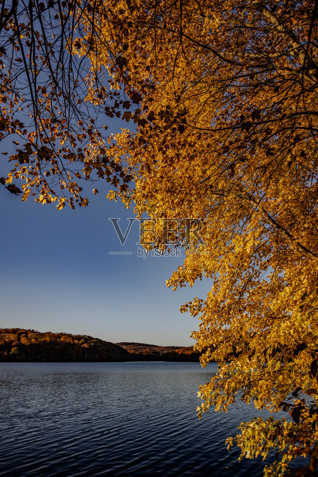 森林里的湖照片摄影图片