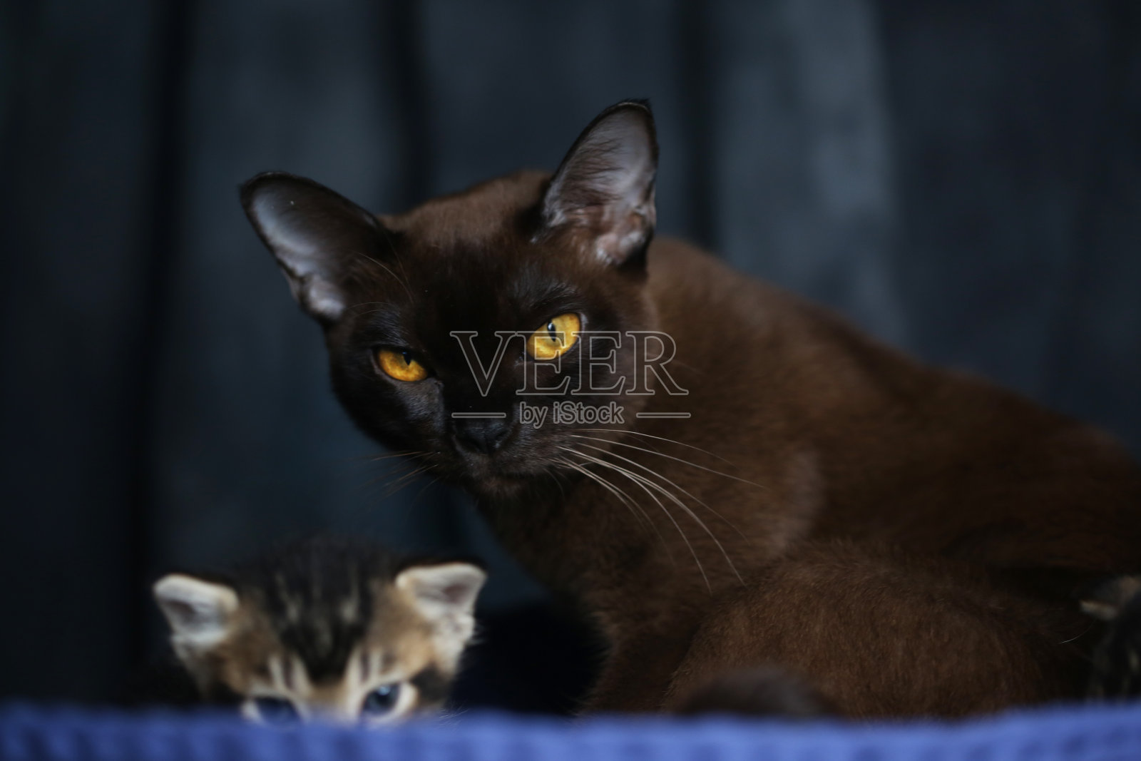 缅甸猫和小猫的肖像照片摄影图片