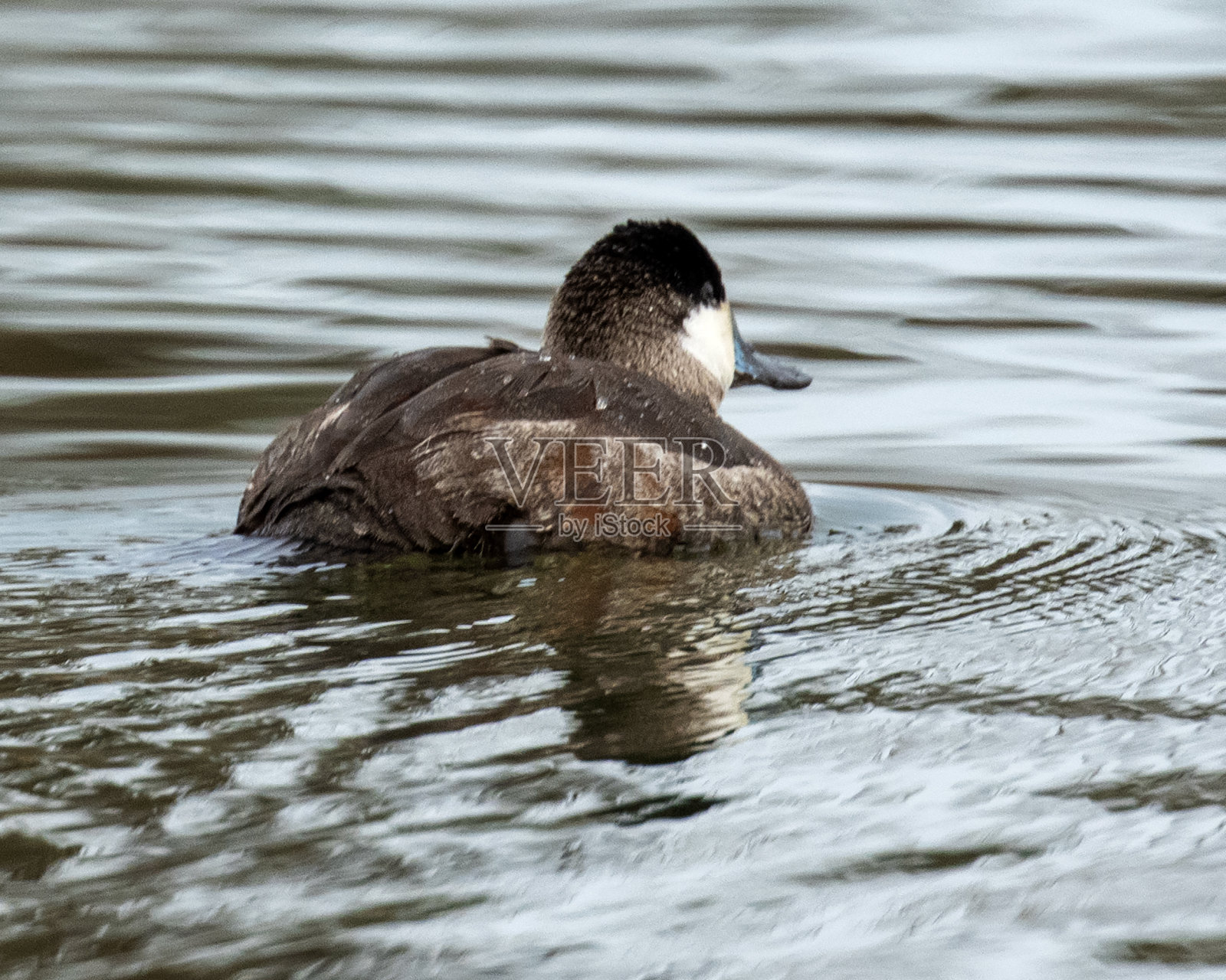 红鸭照片摄影图片