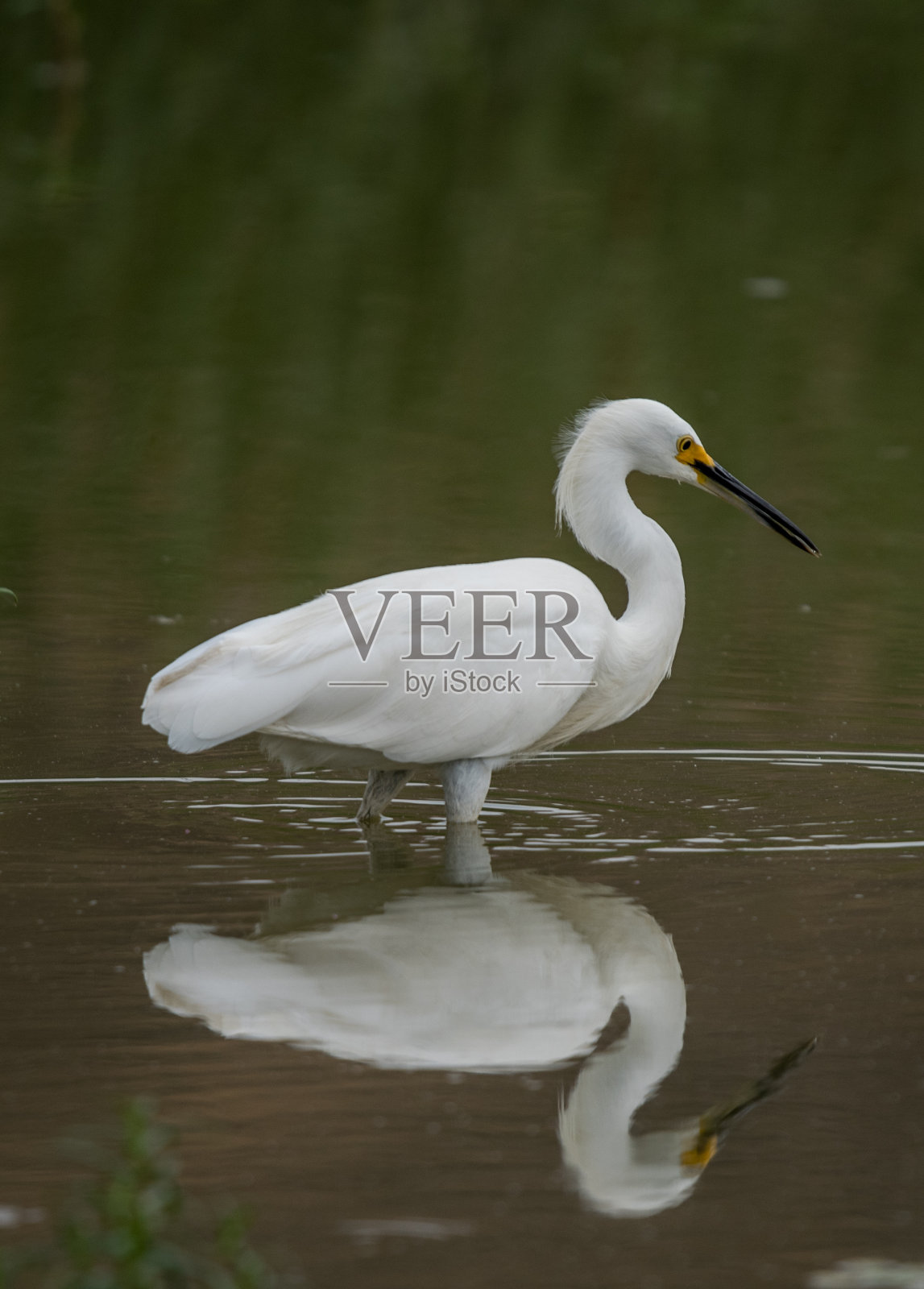 鸟照片摄影图片