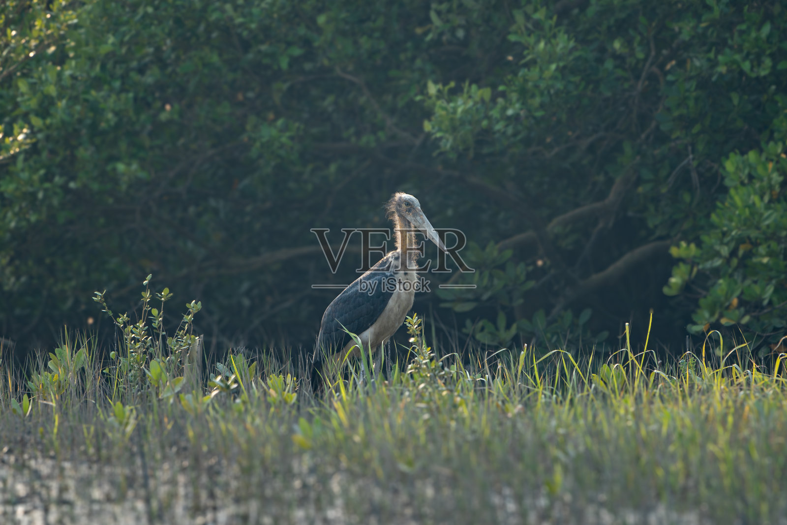 小副官(爪哇小副官)照片摄影图片