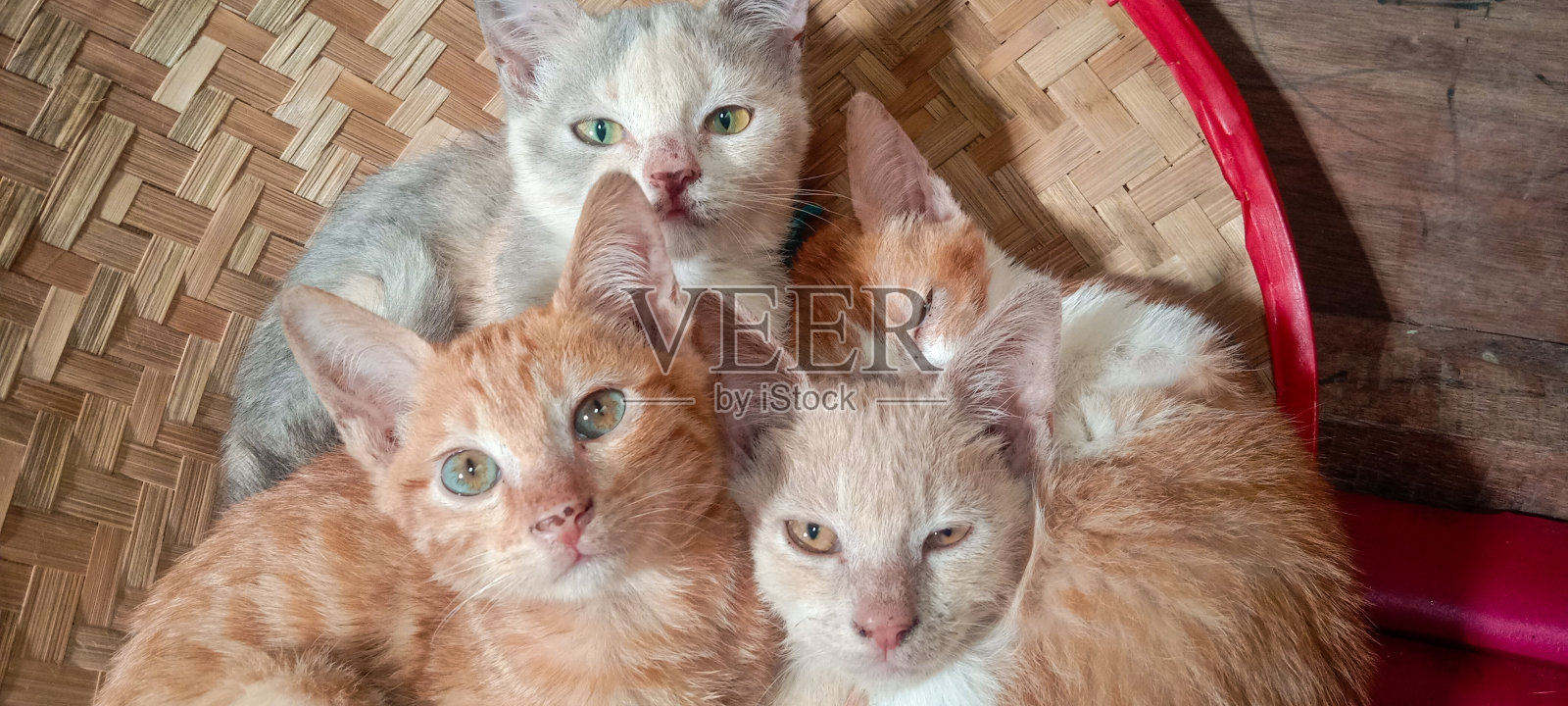 一群猫照片摄影图片