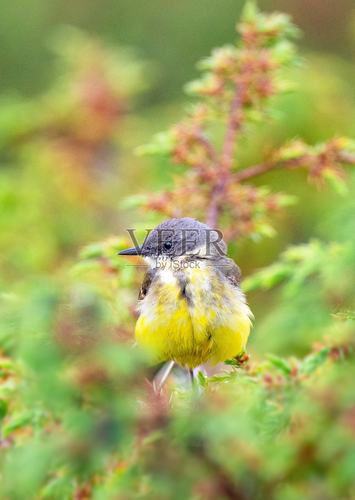 挪威的野生动物-第一部分照片摄影图片