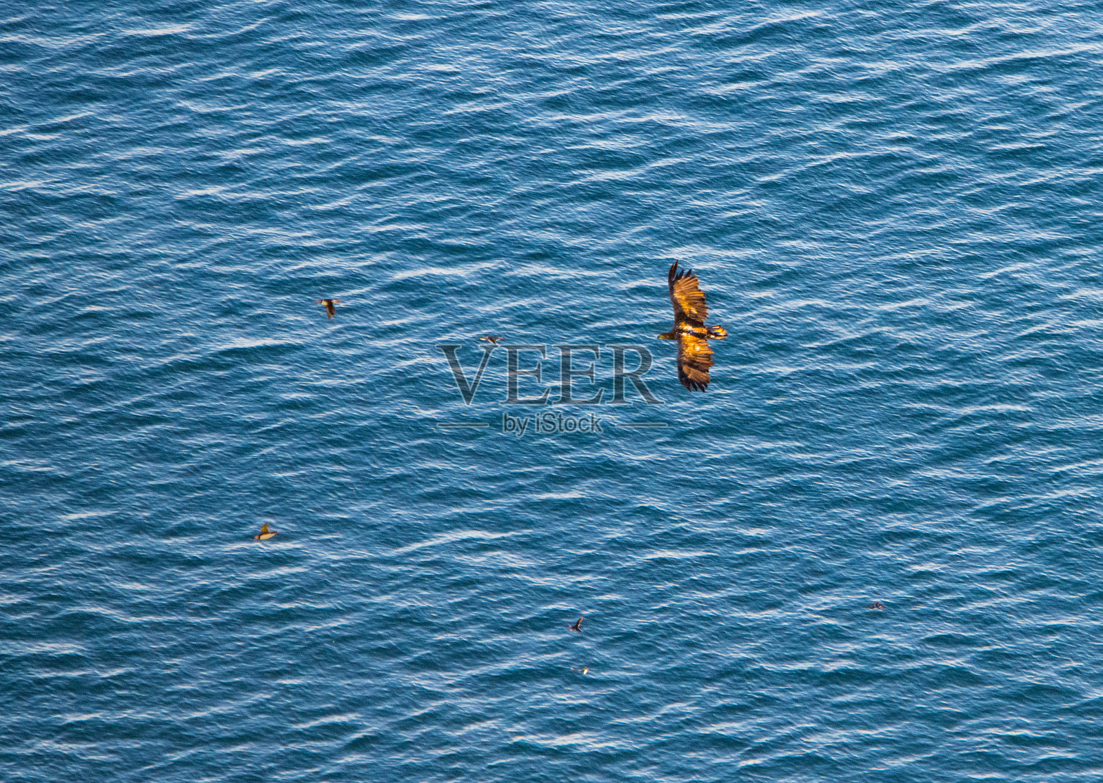 挪威的野生动物-第一部分照片摄影图片