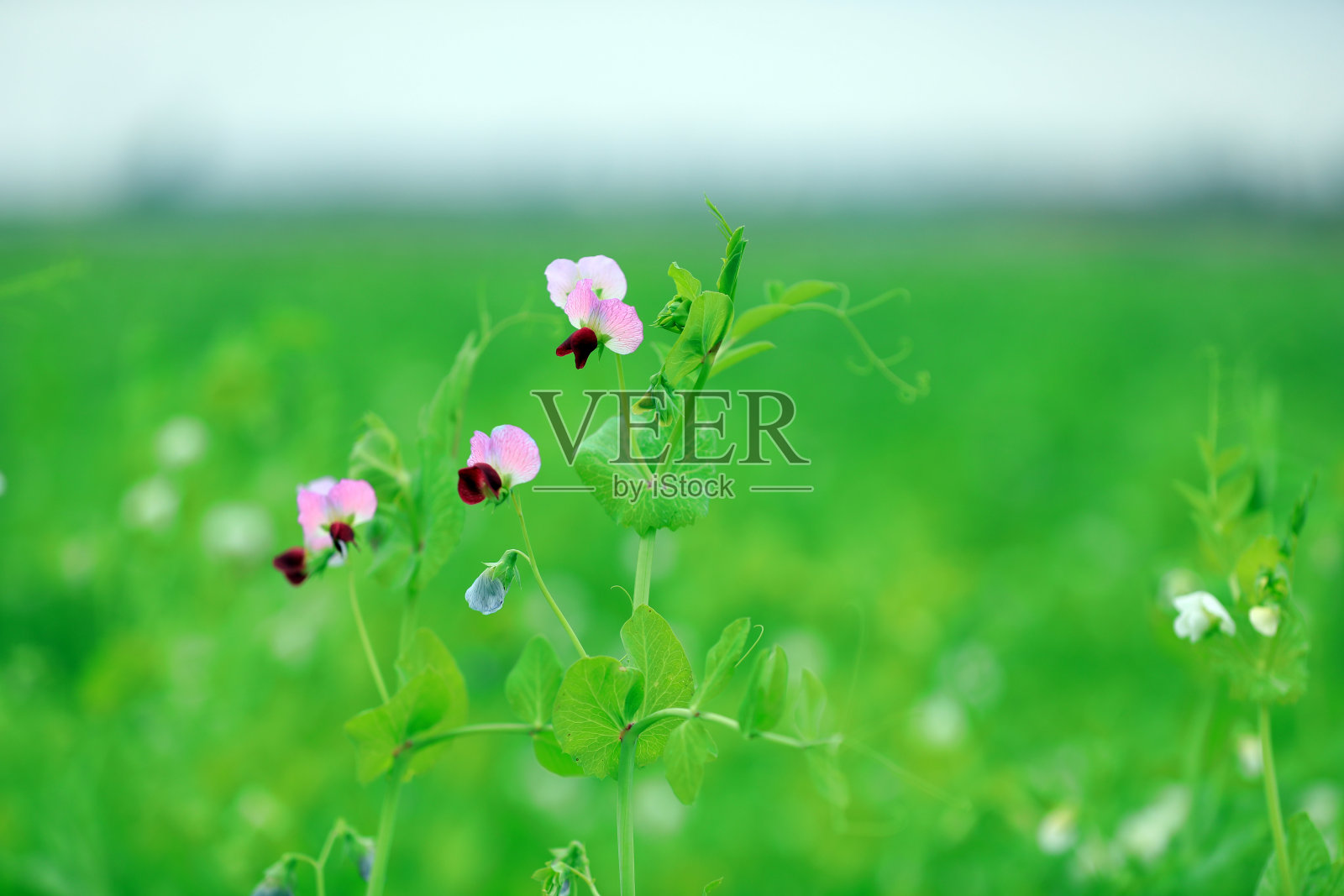 华北农田里的红豌豆花照片摄影图片