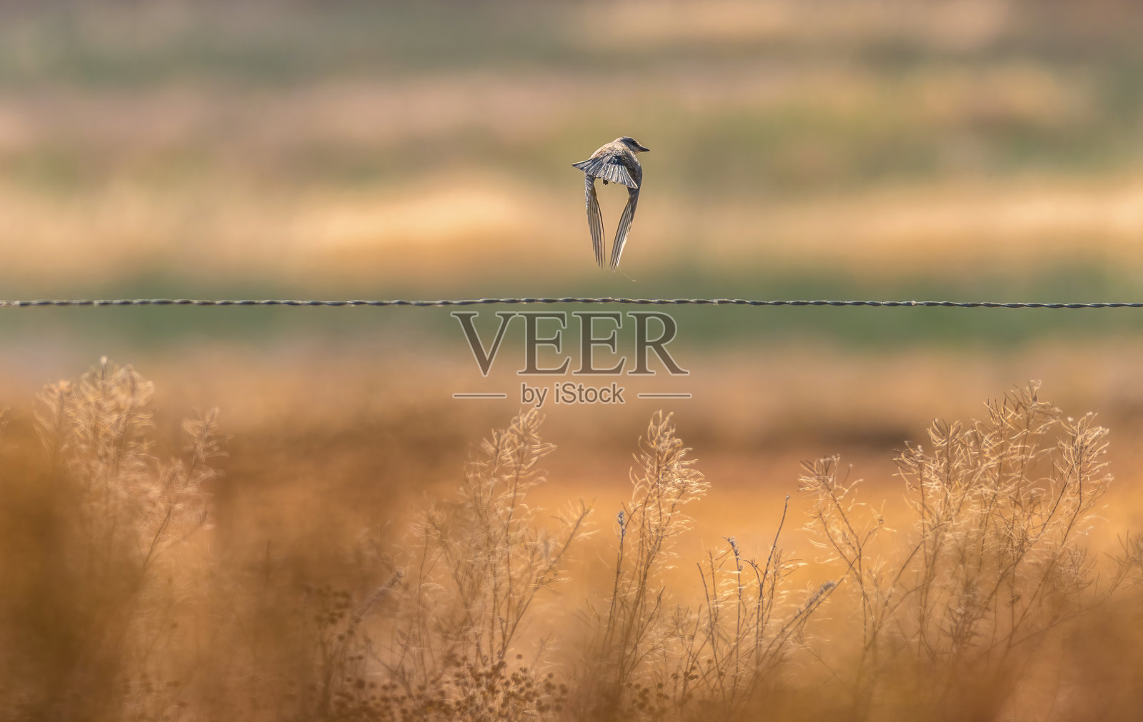 鸟照片摄影图片