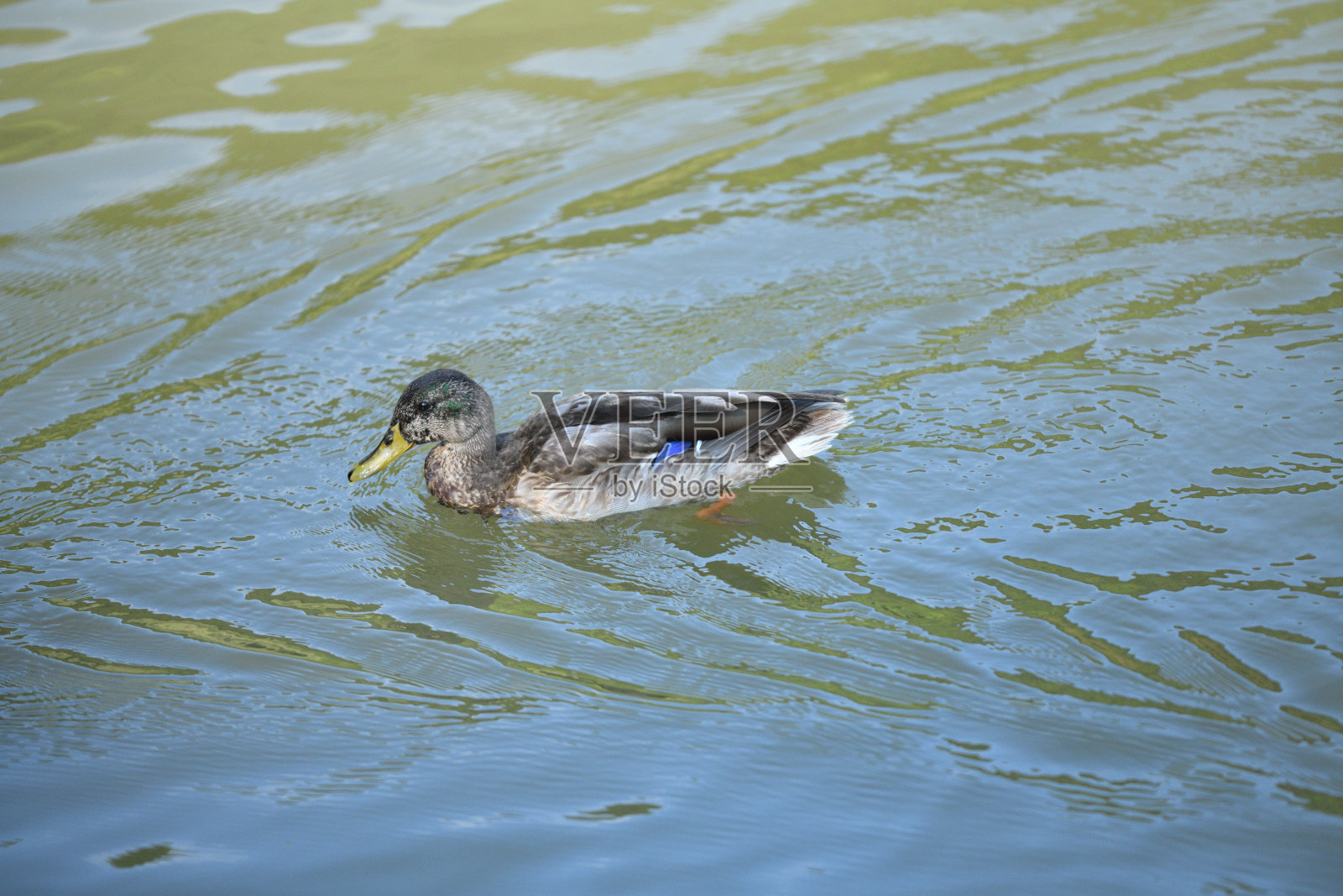小鸭子在森林边缘的池塘里游泳照片摄影图片