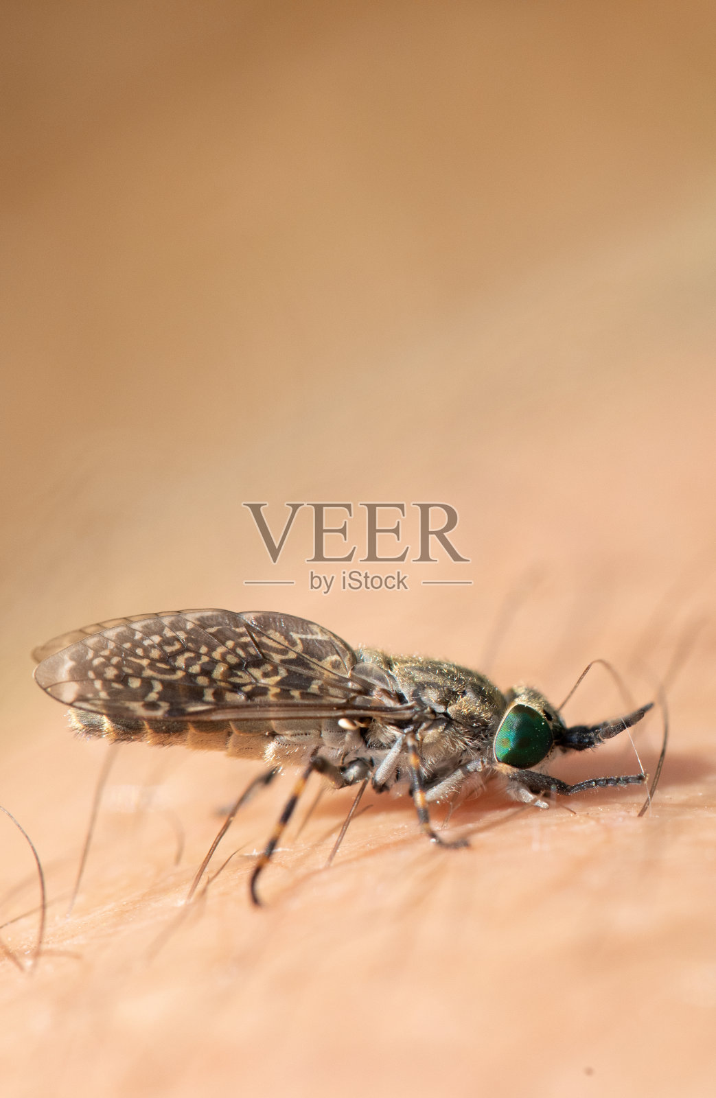 虫皮:检查昆虫叮咬的影响照片摄影图片